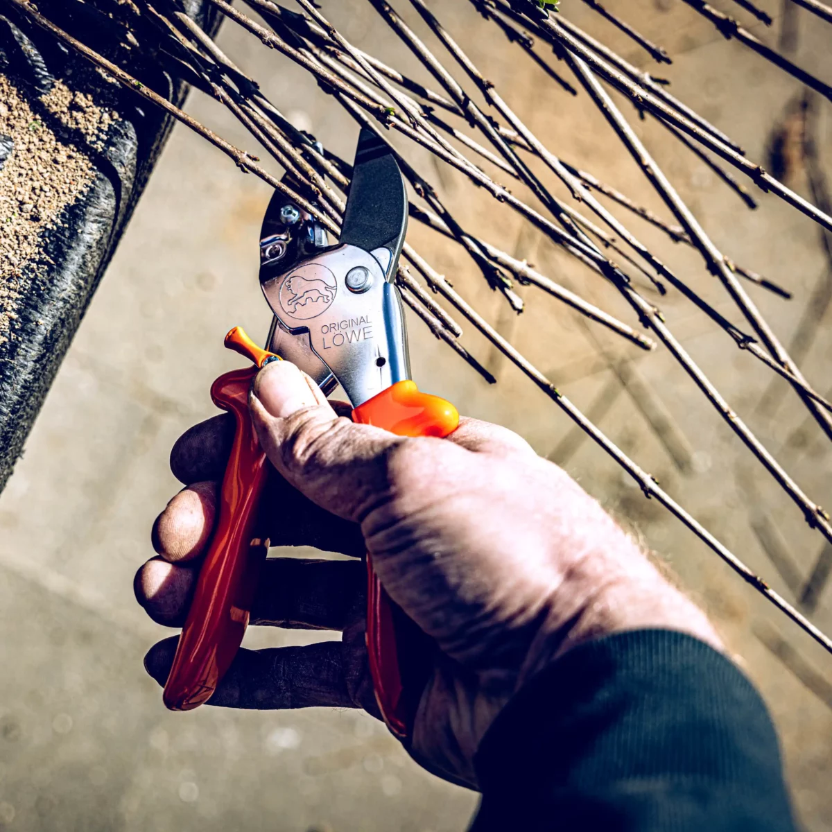 Secateurs Lion 1