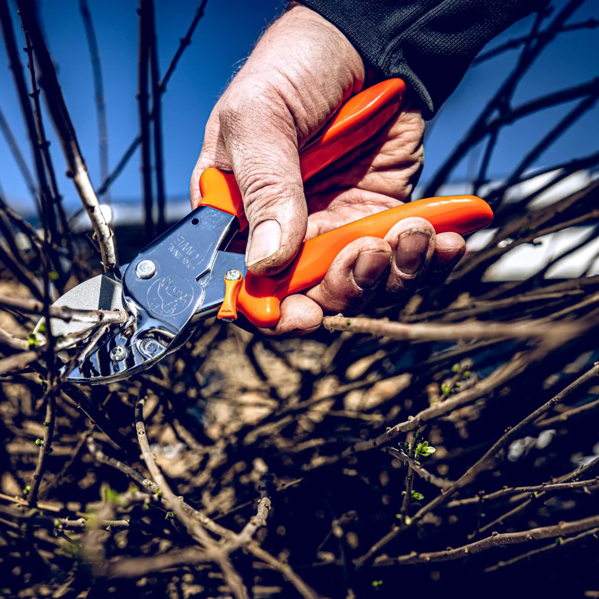 Secateurs Lion 1