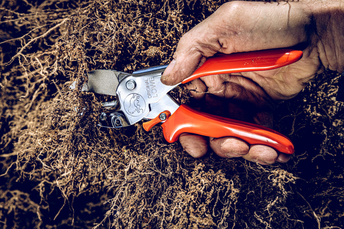 Secateurs Lion 1