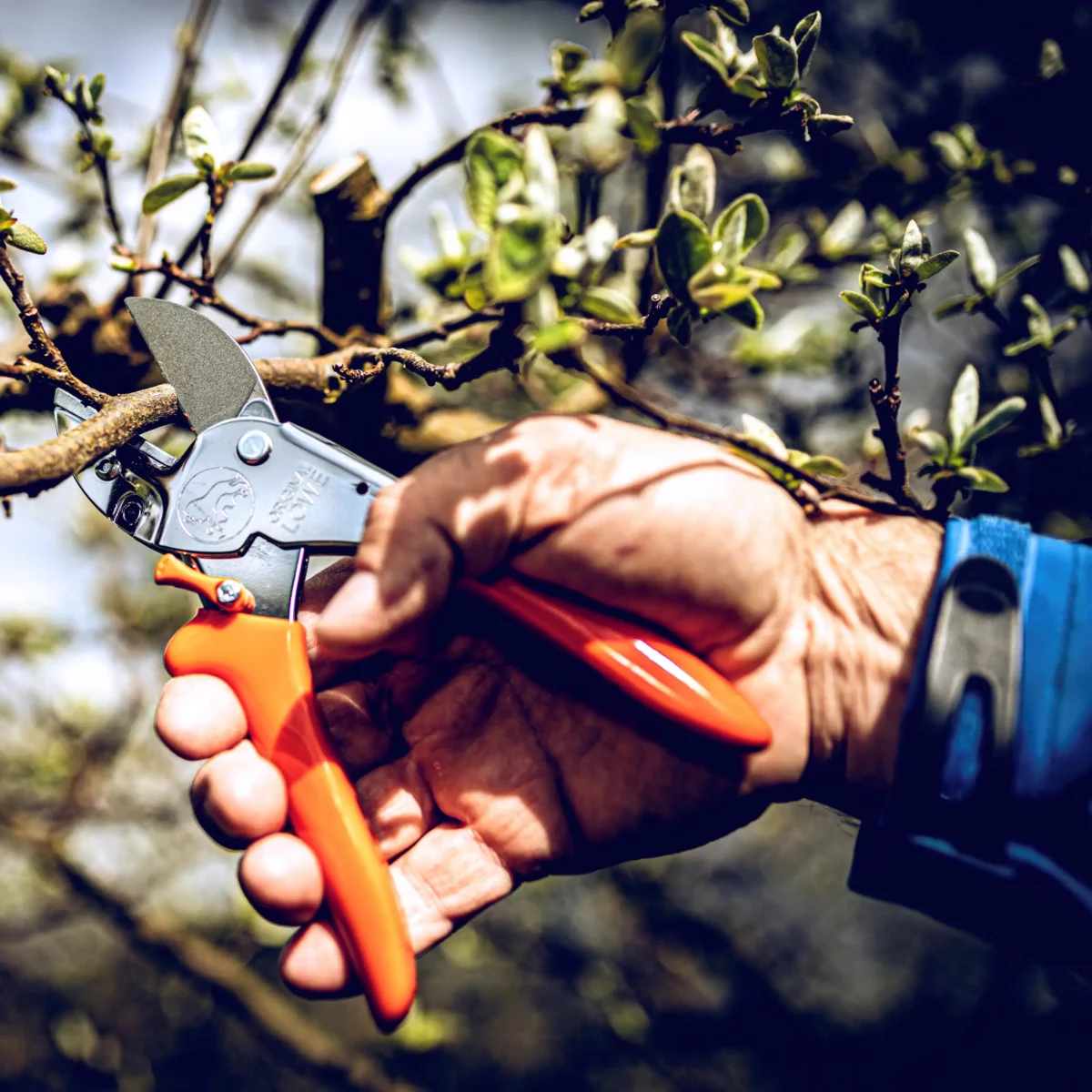 Secateurs Lion 1