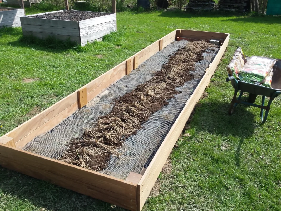Spargel tõstetud voodis