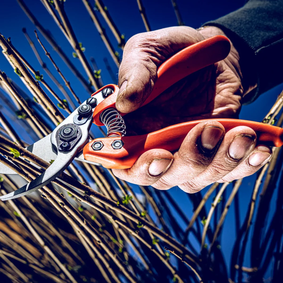 Löwe 11 Precision Clean Cut naistele