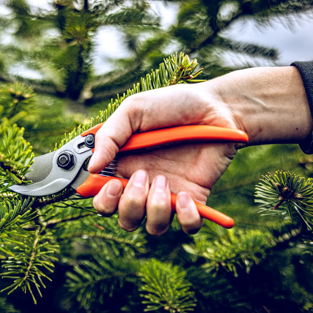 Aiakäärid Löwe 14.104 Economic Clean Cut