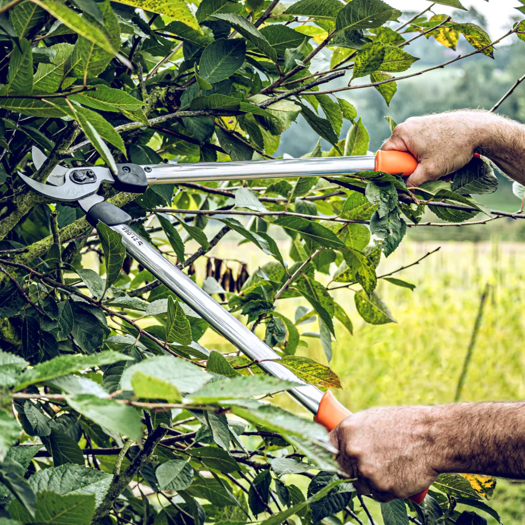 Löwe 21.065 Astschere Professional Clean Cut